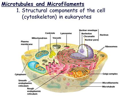 Microtubules and Microfilaments | Plasma membrane, The cell, Infographic