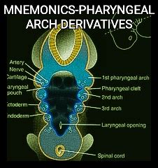 MBBS DOCTORS: Pharyngeal Branchial Arches Derivatives Mneomonic