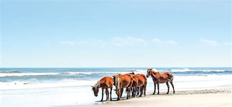 The Wild Horses of Corolla in the Outer Banks - Virginia Sportsman