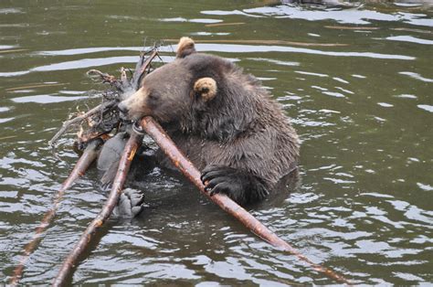 Sitka Scenic Tour | Sitka Wildlife Tours