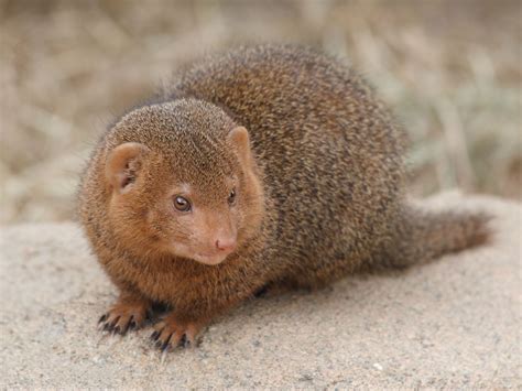 bokbom | Rare animals, Mongoose animal, Most beautiful animals