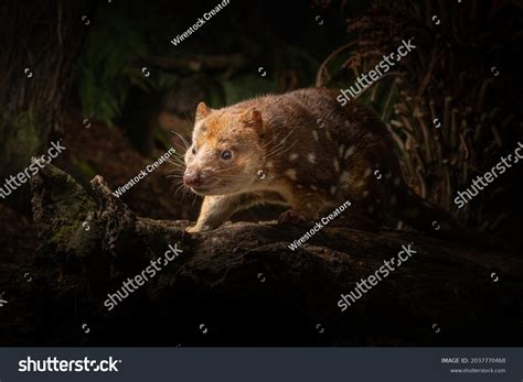 16 Tasmanian Tiger Habitat Images, Stock Photos, 3D objects, & Vectors | Shutterstock