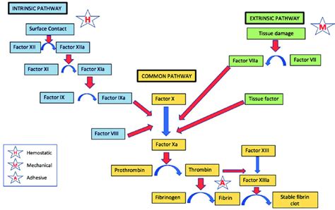 Overview of coagulation cascade. Diagram of the multistep intrinsic ...