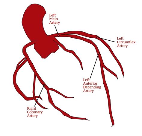 Coronary Arteries, Branches of the coronary circulation - Doctablet®