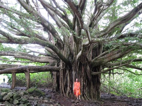 Banyan Tree, Maui : r/pics