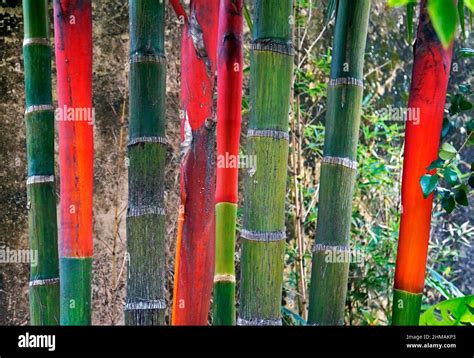 Palm trunks hi-res stock photography and images - Alamy