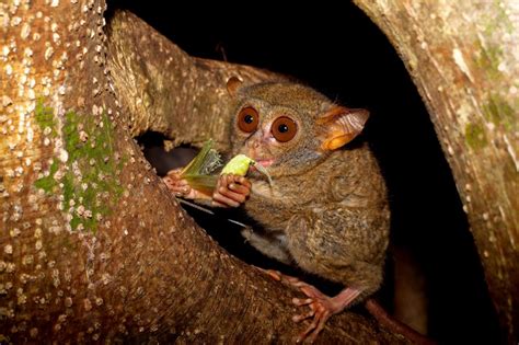 Tangkoko National Park Tour - Divers Lodge Lembeh