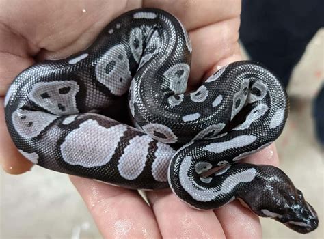 Black Ball Python Care Guide: All Needs, FAQs, & Morph Types