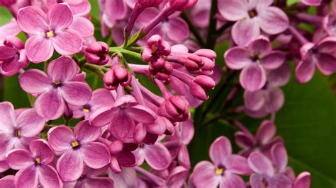 These Fragrant Blooms Will Sweeten Your Garden and Home - Sunset