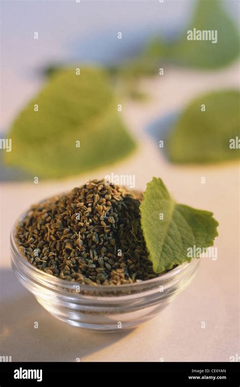 Ajowan leaves ; Ajwain seeds ; Ajowan seeds ; Ajwain ; Trachyspermum ammi ; ajowan caraway ...