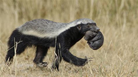 Honey Badger do Care!!! | Honey badger, Animals, Badger