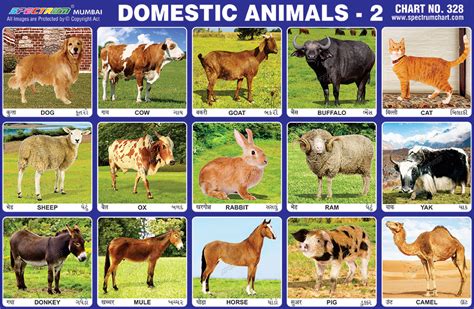 Domestic Animals Chart