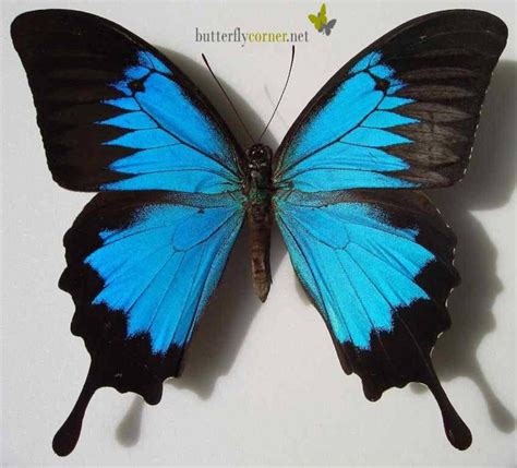 Papilio ulysses (Blue Emperor, Mountain Blue) | Butterfly painting ...