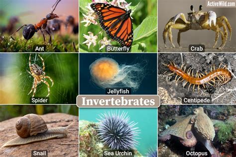 Invertebrates Examples With Footage & Fascinating Details - Secret Pet Life