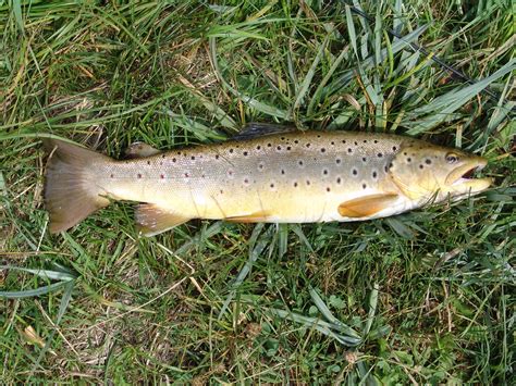 Brown | Utah German Brown trout, | Mach Me | Flickr