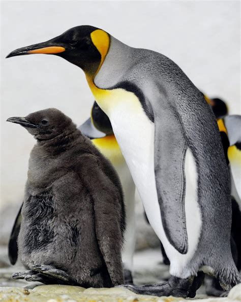 Scientists Predict King Penguins Face Major Threats Due To Climate Change | WOSU Radio