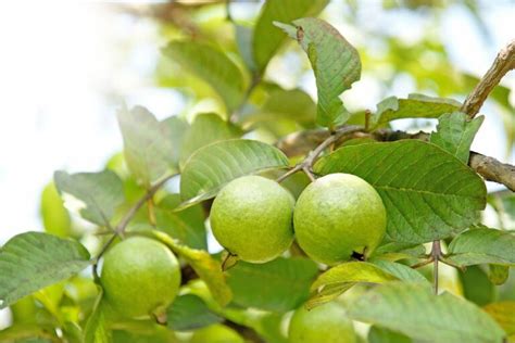 How To Make Guava Leaf Tea | Tea Joy