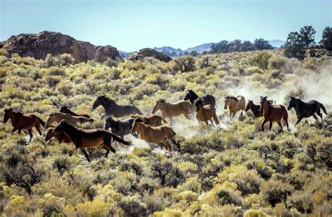 A herd of wild horses just moved into this iconic California destination