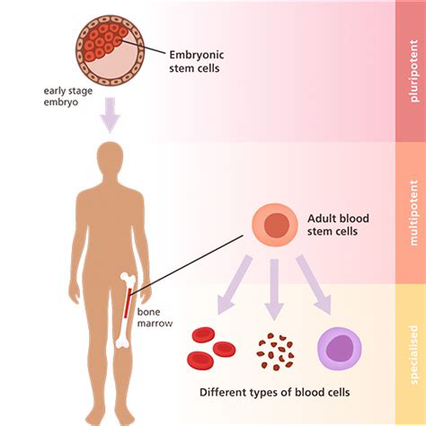 Understanding-the-Applications-of-Adult-Stem-Cells | Home