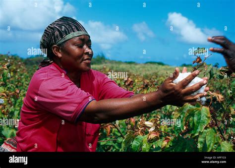 Hand picking cotton in Barbados Caribbean Stock Photo - Alamy