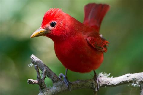 Pictures of Red Birds from around the Globe