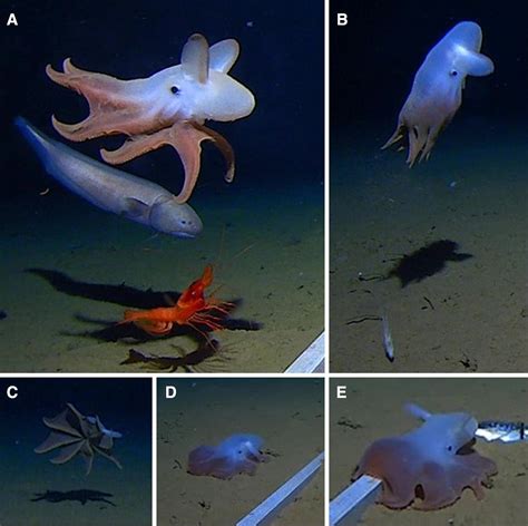 Footage captured of cephalopod at deepest ocean level ever observed