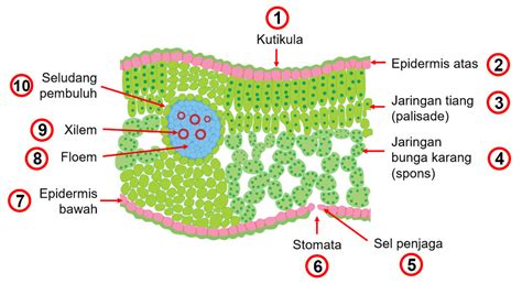 Perhatikan Gambar Struktur Potongan Melintang Daun Berikut Fotosintesis | Images and Photos finder
