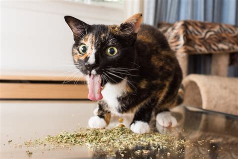 Pet Photographer Captures Cats Going Crazy for Catnip