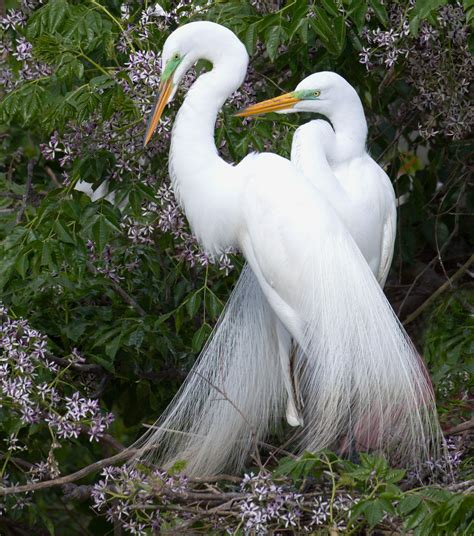 Great Egret | San Diego Bird Spot