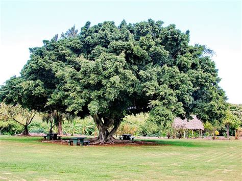 Magic of Peepal Tree | Worship Peepal Tree and Stay blessed