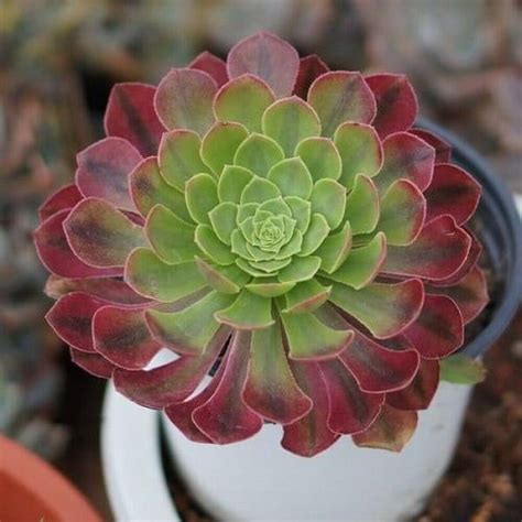 29 Top Aeonium Varieties You'll Fall in Love With! | Small yellow ...