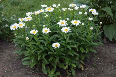 Shasta Daisy, Crazy Daisy: Planting and Care - Garden Made Simple