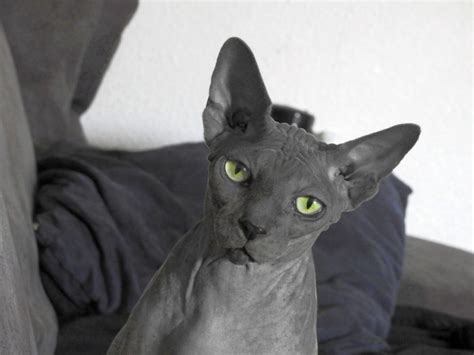 Gato egipcio, esfinge o sphynx