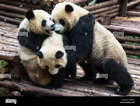 Three pandas playing together outdoors Stock Photo - Alamy