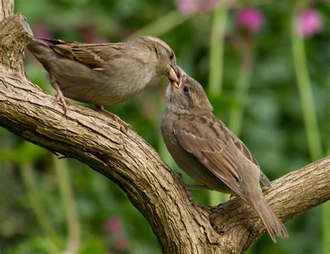 House Sparrow feeding baby | Female House Sparrow feeding on… | Flickr