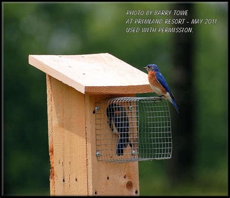 Bird In Everything: Bluebird Bird House Plans