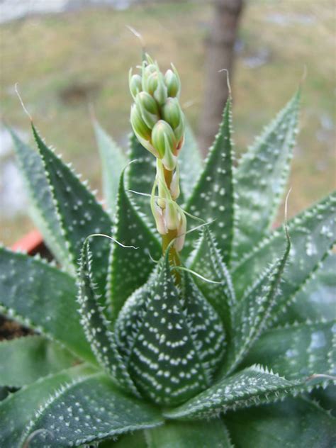 Aloe aristata (Lace Aloe) - World of Flowering Plants | Blooming succulents, Aloe plant ...