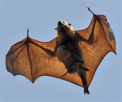 Flying Fox Photos | Incredible Snaps