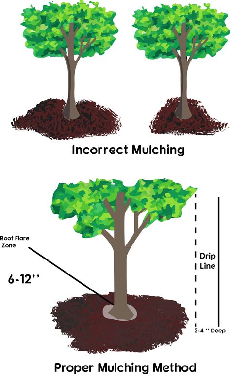 Proper Tree Mulching to Improve Tree Health