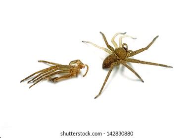 Molting spider 1,095 รายการ ภาพ ภาพสต็อกและเวกเตอร์ | Shutterstock