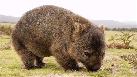 'Hero' Wombats Are Saving Other Animals From Drought by Digging Craters ...