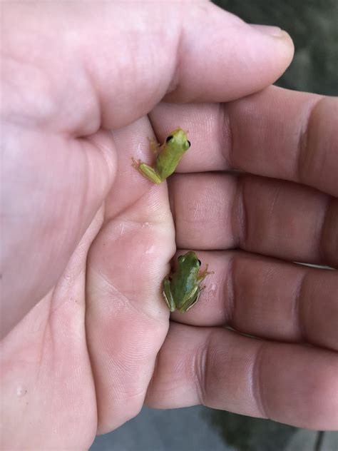 Banana tree destroyed in Hurricane Florence, baby tree frogs relocate ...