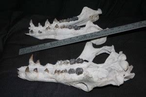 Archaeotherium