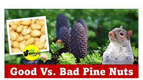 Can Squirrels Eat Pine Nuts? 3 Reasons Store Bought PineNuts Make Bad Squirrel Feed – What ...