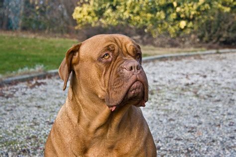 File:Dogue de Bordeaux portrait.jpg - Wikipedia, the free encyclopedia