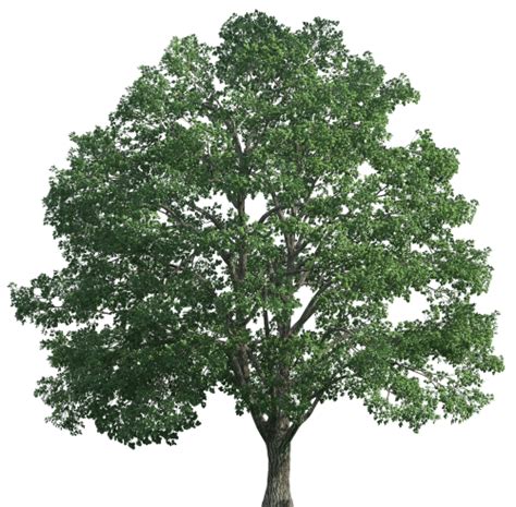 Tree Realistic PNG Clip Art - Best WEB Clipart