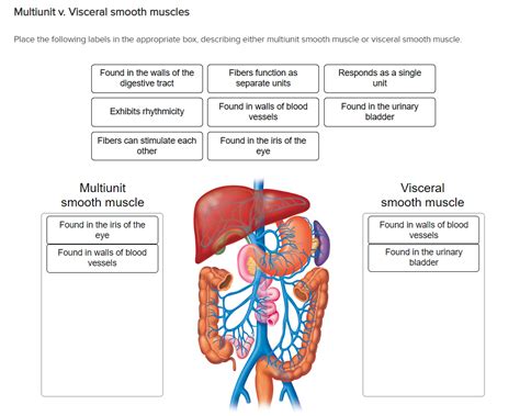 Visceral Muscle Diagram