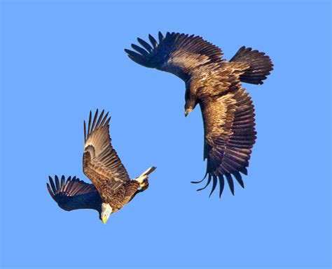 Golden Eagle Vs. Bald Eagle | photoartflight