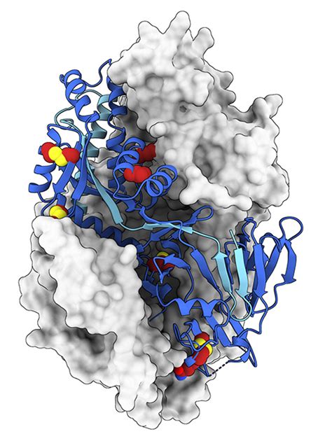 Structure-based Protein Design Advances Vaccine Development for Human ...