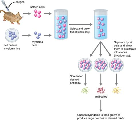 21.1 Polyclonal and Monoclonal Antibody Production – Microbiology: Canadian Edition